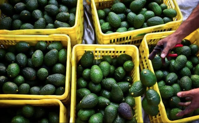 how to join avocado society of kenya how to join avocado society of kenya