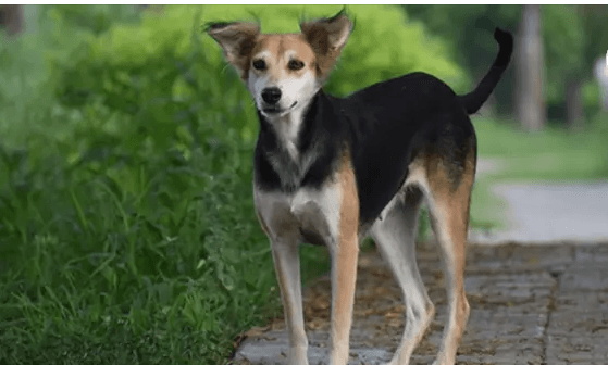 Kisii man,60, arrested, rapes a dog after his wife refused with her pussy at 1am