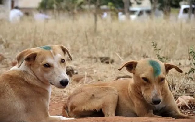 Dogs in Kenya laws Dogs in Kenya laws