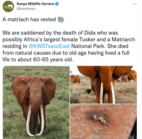 Africa’s largest female Tusker and a matriarch residing in Tsavo East National Park photo Africa’s largest female Tusker and a matriarch residing in Tsavo East National Park photo