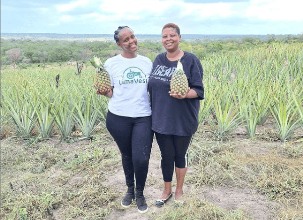 Limavest Scam: Shicco and Waweru Kuria founders of Limavest company exposed by Diana Marua