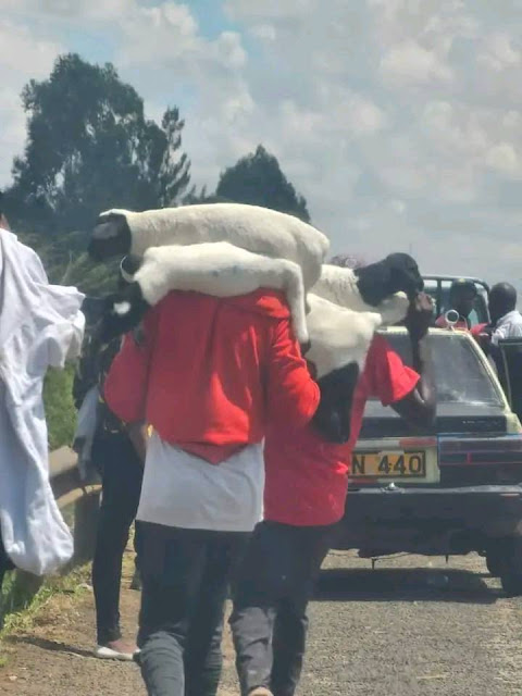 Azimio protesters evade Kenyatta family land along Nairobi Eastern Bypass, steal milk and livestock