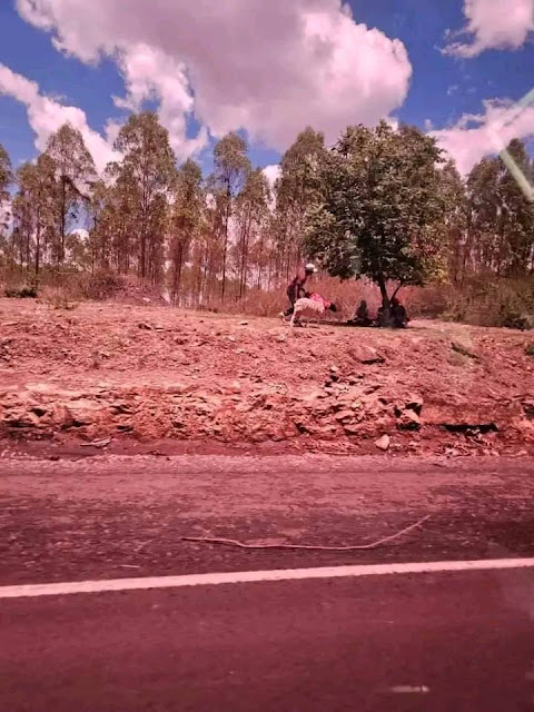 Azimio protesters evade Kenyatta family land along Nairobi Eastern Bypass, steal milk and livestock
