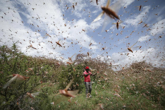 Desert locusts in Tigania East, Meru photo