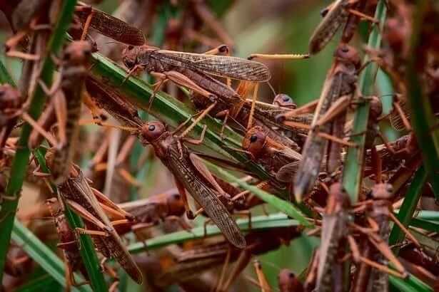 Desert Locusts in East-africa. PHOTO | BMS
