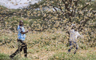 Somali and Pakistan announces Desert Locusts invasion as a National Disaster