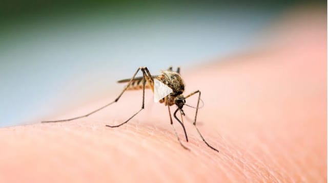 Mosquitoes bites