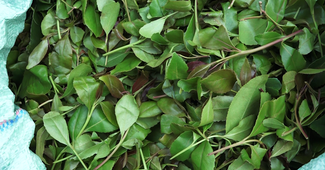 Muguka leaves photo Muguka leaves photo