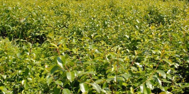 Muguka leaves in Embu photo Muguka leaves in Embu photo