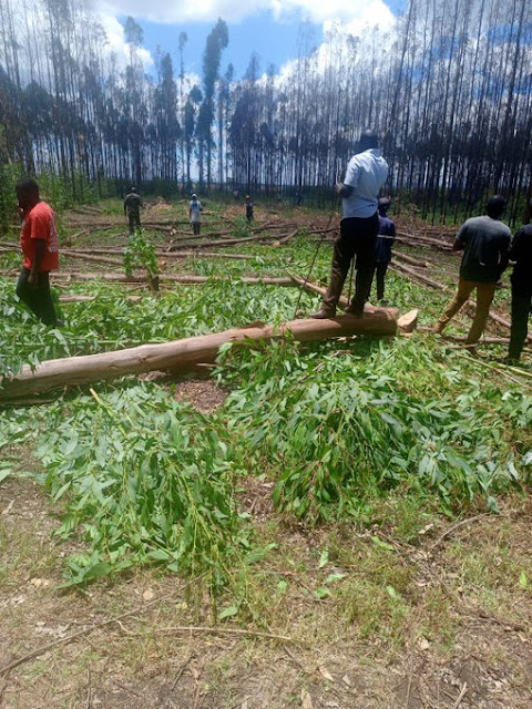 Northlands City Kenyatta family property in Ruiru vandalised, plots subdivided, trees harvested, and sheep stolen