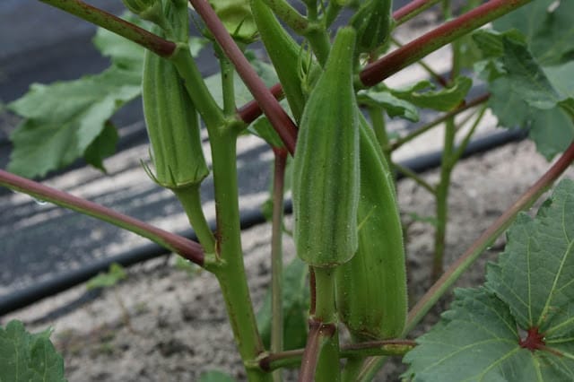 Okra benefits for married couples Okra benefits for married couples