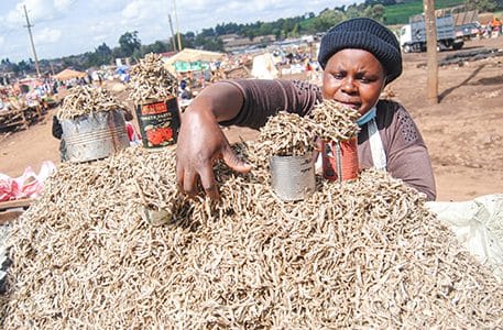 Omena's price has suddenly risen by more than 70 percent. Serikali Saidia! Omena prices doubled, taking Kenyans by surprise