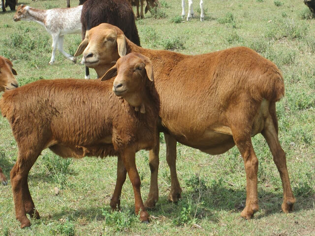 Sheep by Jacqueline Inyuma, 45, from Matayo Village in Likuyani Constituency photo