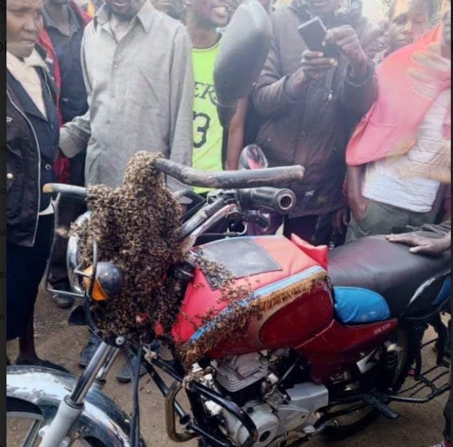 Swarm of bees engulfs bodaboda man Swarm of bees attacked Bomet Bodaboda man after an alleged affair with his neighbour’s wife