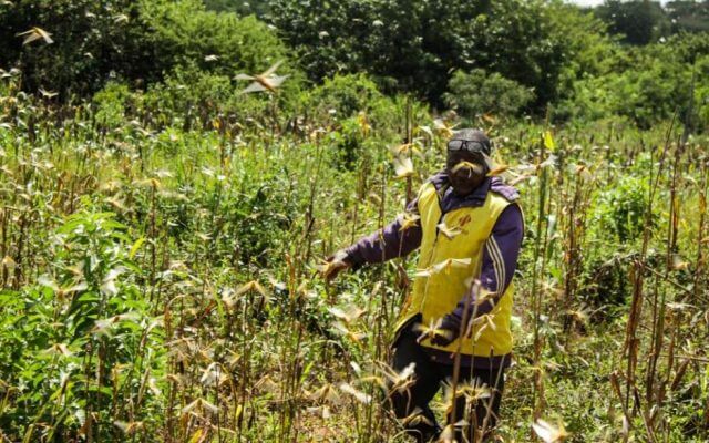 Desert Locusts invade Botswana as Government declares a national disaster.