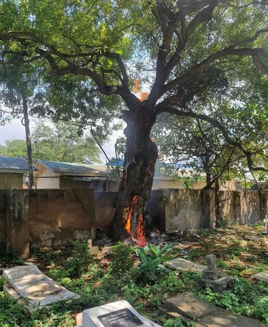 Tree bursts to flames magically Cemetry Tree bursts to flames magically