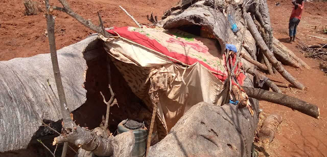 Pictures couple and their six children living inside a tree stump in Voi