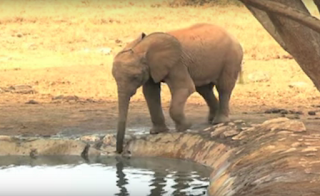 Elephant Kenya wildlife services.