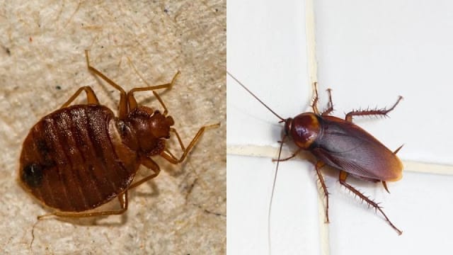 bedbugs and cocroaches at home Are bedbugs and cockroach problem? Use these two methods for instant bedbugs and cocroaches killing