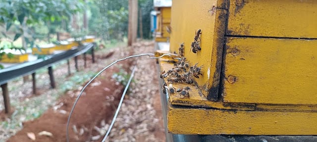 Bee Keeping in Kenya Why do most people start beekeeping projects and give up in a few months? Learn beekeeping’s best methods