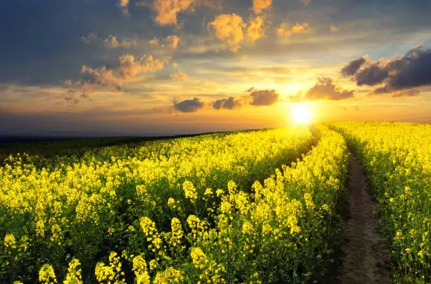 Canola farming in Kenya Facts about canola farming, canola seeds, yields per acre, and canola oil processing