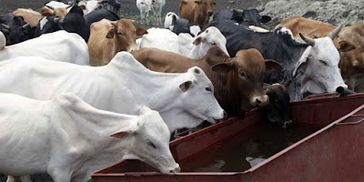 Giriama ranch cattle.PHOTO | LABAN WALLOGA | NMG Giriama ranch cattle.PHOTO | LABAN WALLOGA | NMG