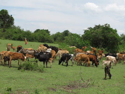 Herders in Maa community. PHOTO | FILE Maa community lost 400,000 cattle in three months as the government watches. -Lempurkel