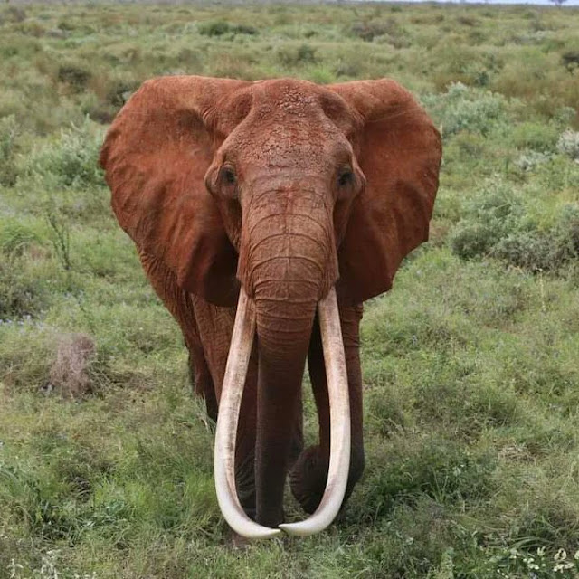 Africa’s largest female Tusker and a matriarch residing in Tsavo East National Park photo Africa’s largest female Tusker and a matriarch residing in Tsavo East National Park photo