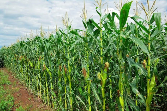 Maize Plantation in Kenya Abraham Murgor, chairperson of Eldoret Bodaboda Sacco has been killed