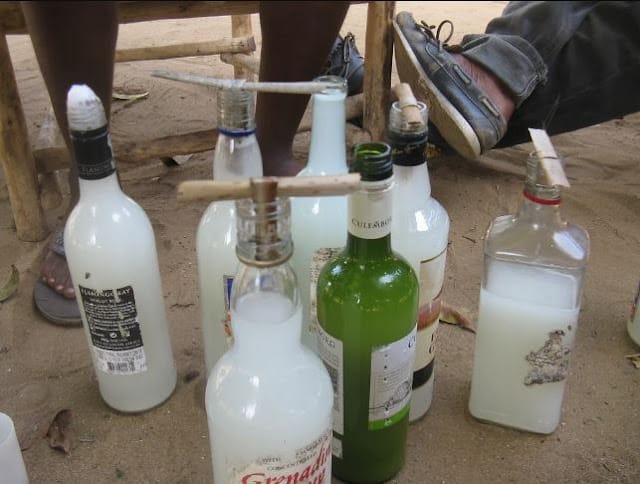 Is ‘Mnazi’ palm wine an illicit brew? Kilifi leaders furious over DP Gachagua crackdown