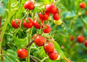 Tomatoes
