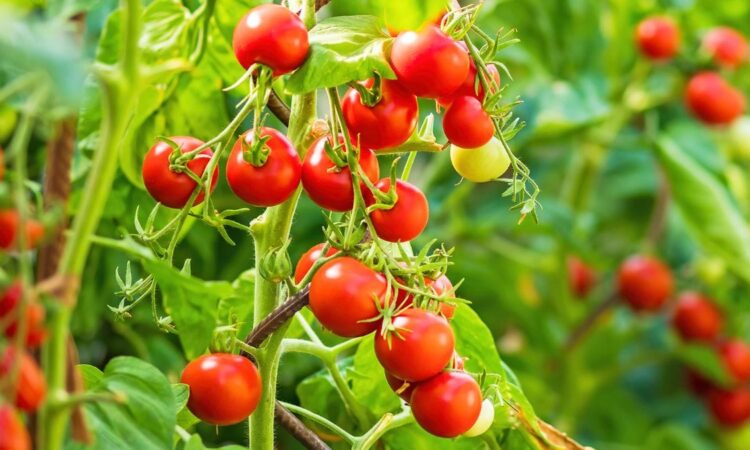 Tomatoes