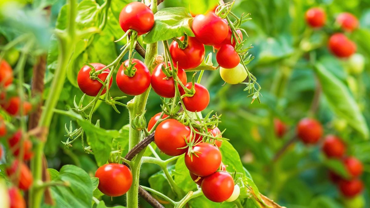 Tomatoes