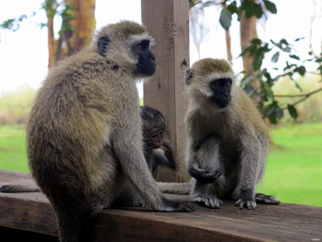 Kirinyaga residents urge the government to chase monkeys away from destroying their crops