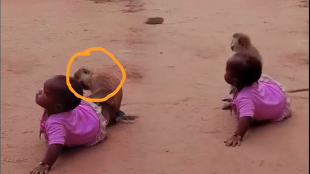 Monkey action