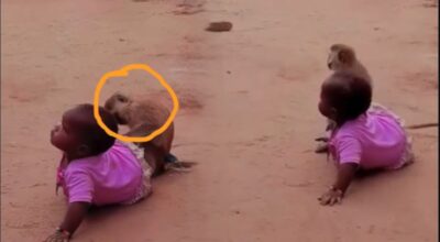 Monkey action