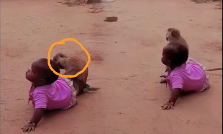 Monkey action