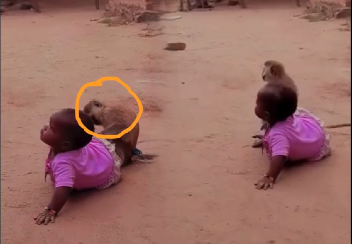 Monkey action