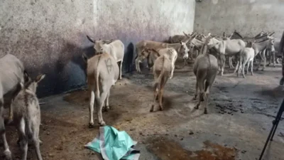 Donkeys